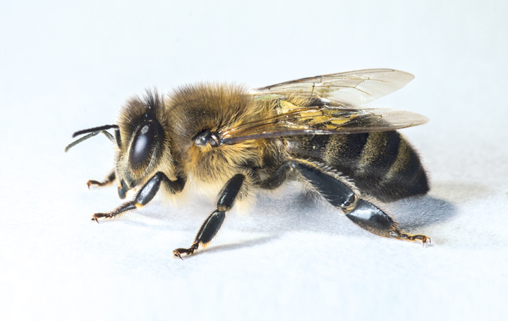 New technology of beekeeping emerges in Georgia geotv.ge